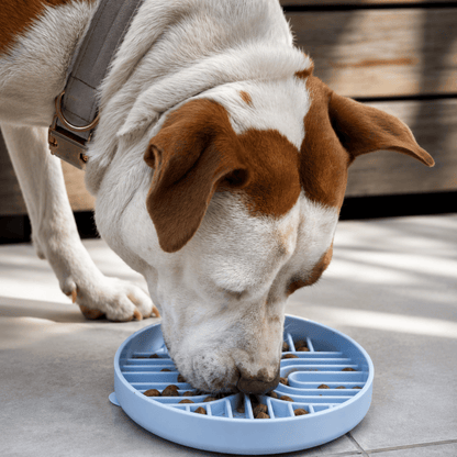A white and brown dog focused on eating dry kibble from the light blue Woopsi Nuzzle Duo Bowl slow feeder on a tiled floor.